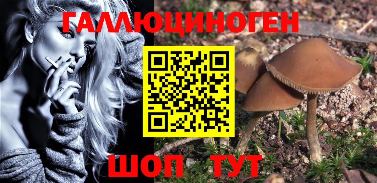 Псилоцибиновые грибы Psilocybe Топки